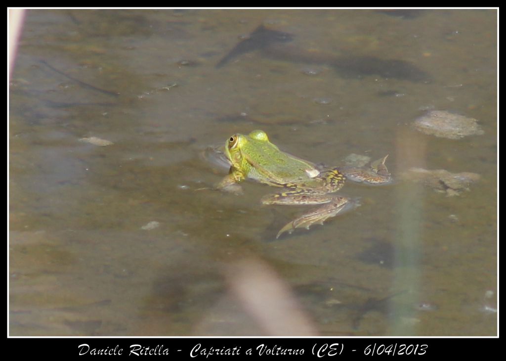 E queste Pelophylax si possono ident. dai sacchi vocali?(CE)
